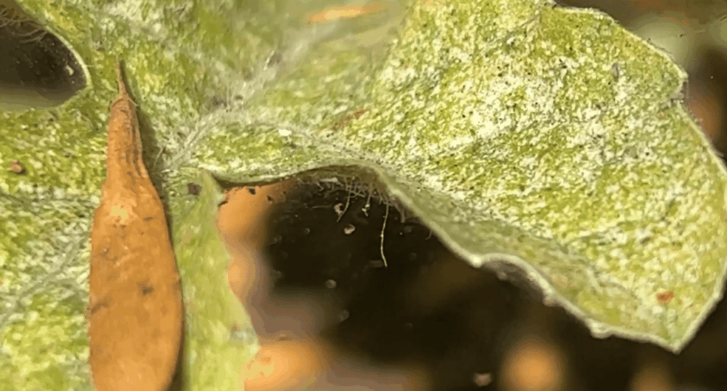 Detecting web mite injury