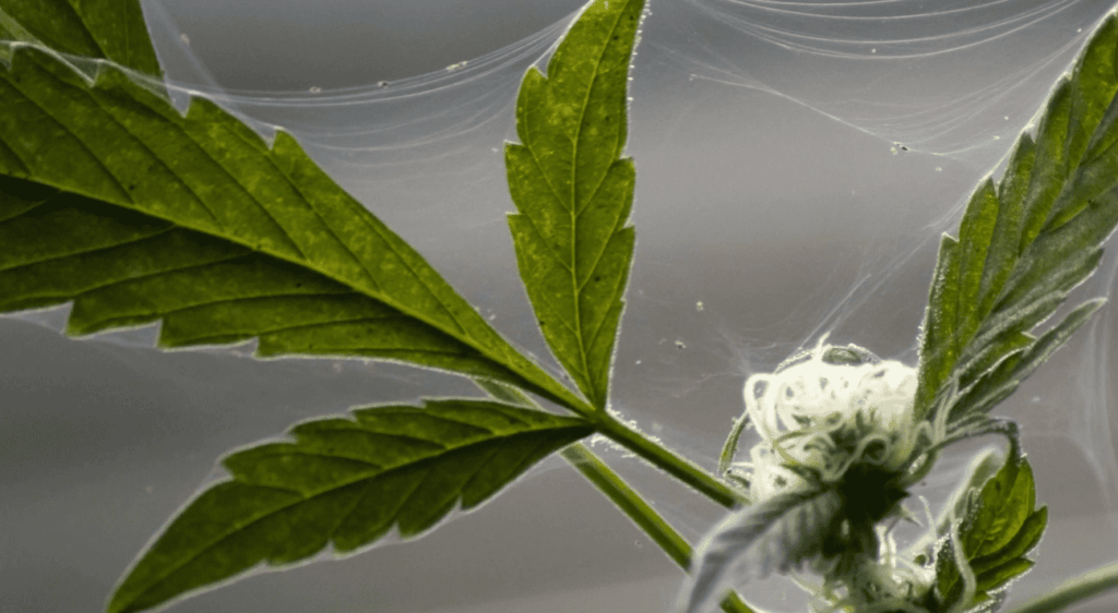 Can Spider Mites Come Out of Nowhere?
