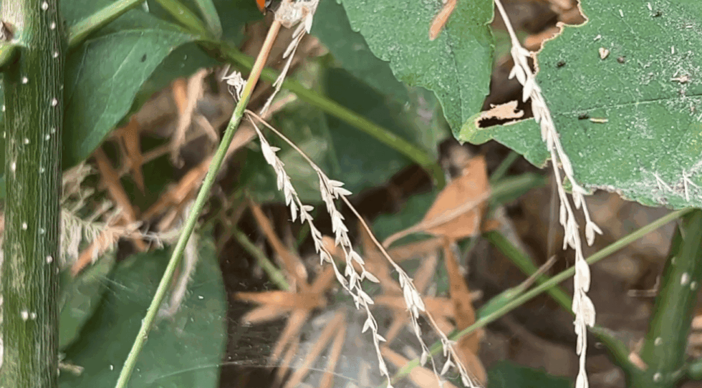 Can a Plant Recover From Spider Mites?