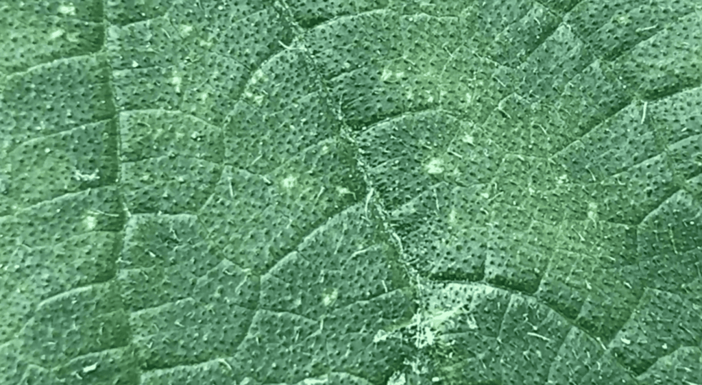 How Quickly Do Spider Mites Spread?