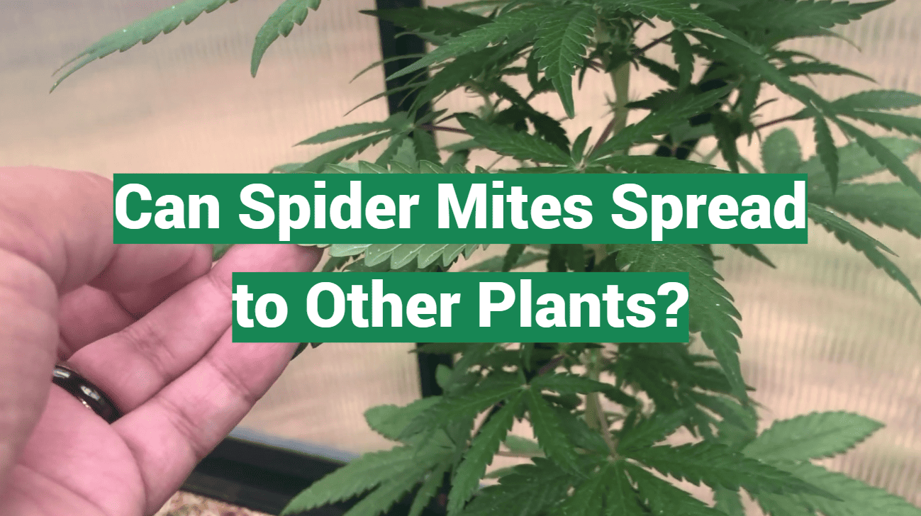 Can Spider Mites Spread to Other Plants?
