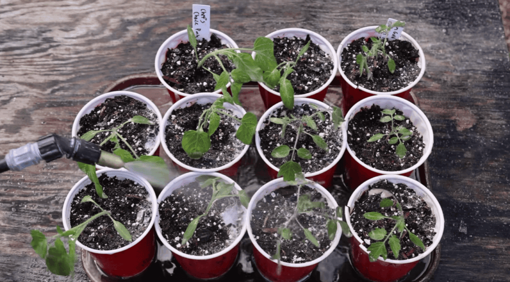 How to prevent using too many neem oils?