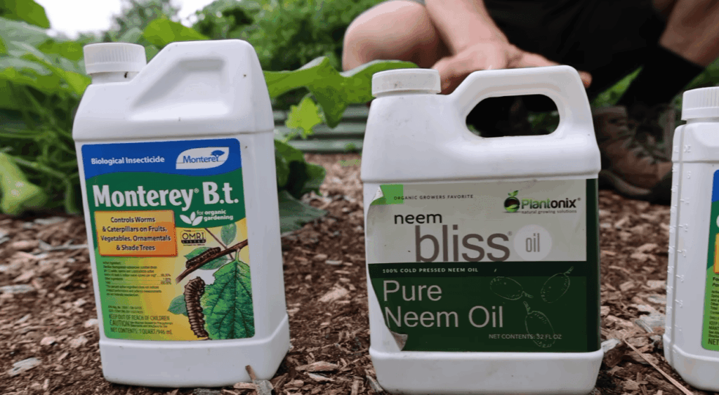 How to prepare neem oil spray for your plants