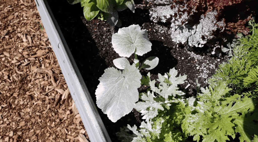 How Much Neem Oil Should I Spray on My Plants?