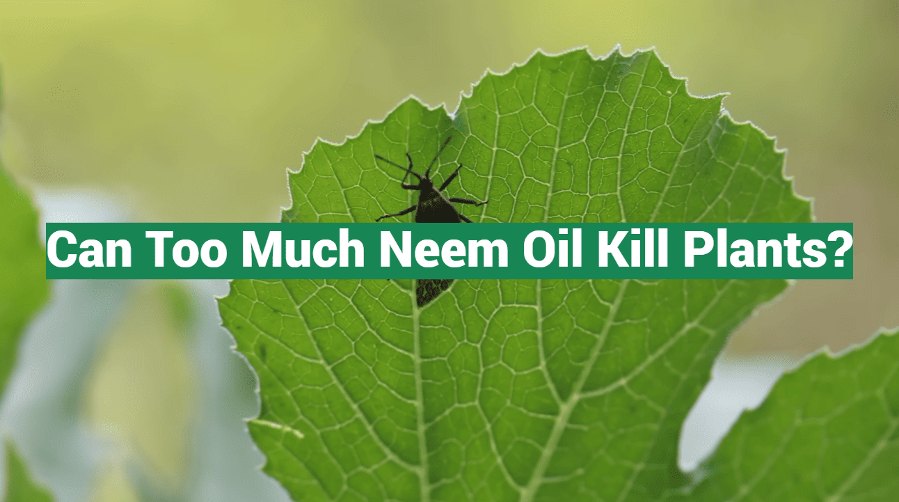 Can Too Much Neem Oil Kill Plants?