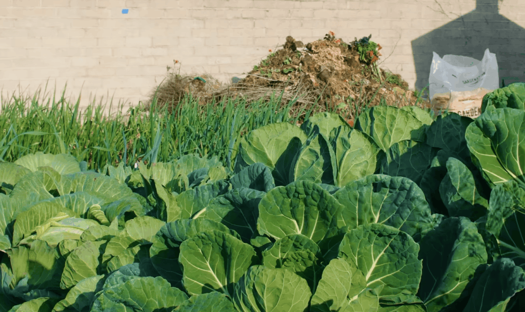 What are Root Aphids?