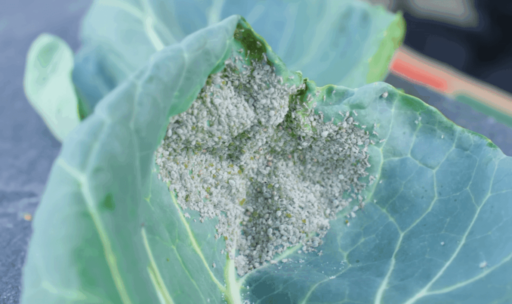 Injuries Due to Root Aphids