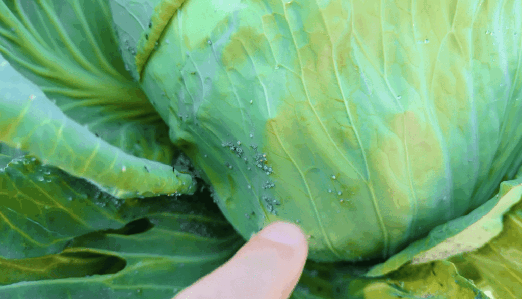Monitoring Root Aphids