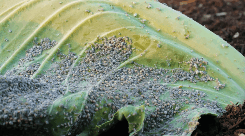 Varieties of Root Aphids