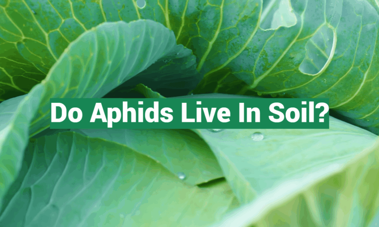 Do Aphids Live In Soil?
