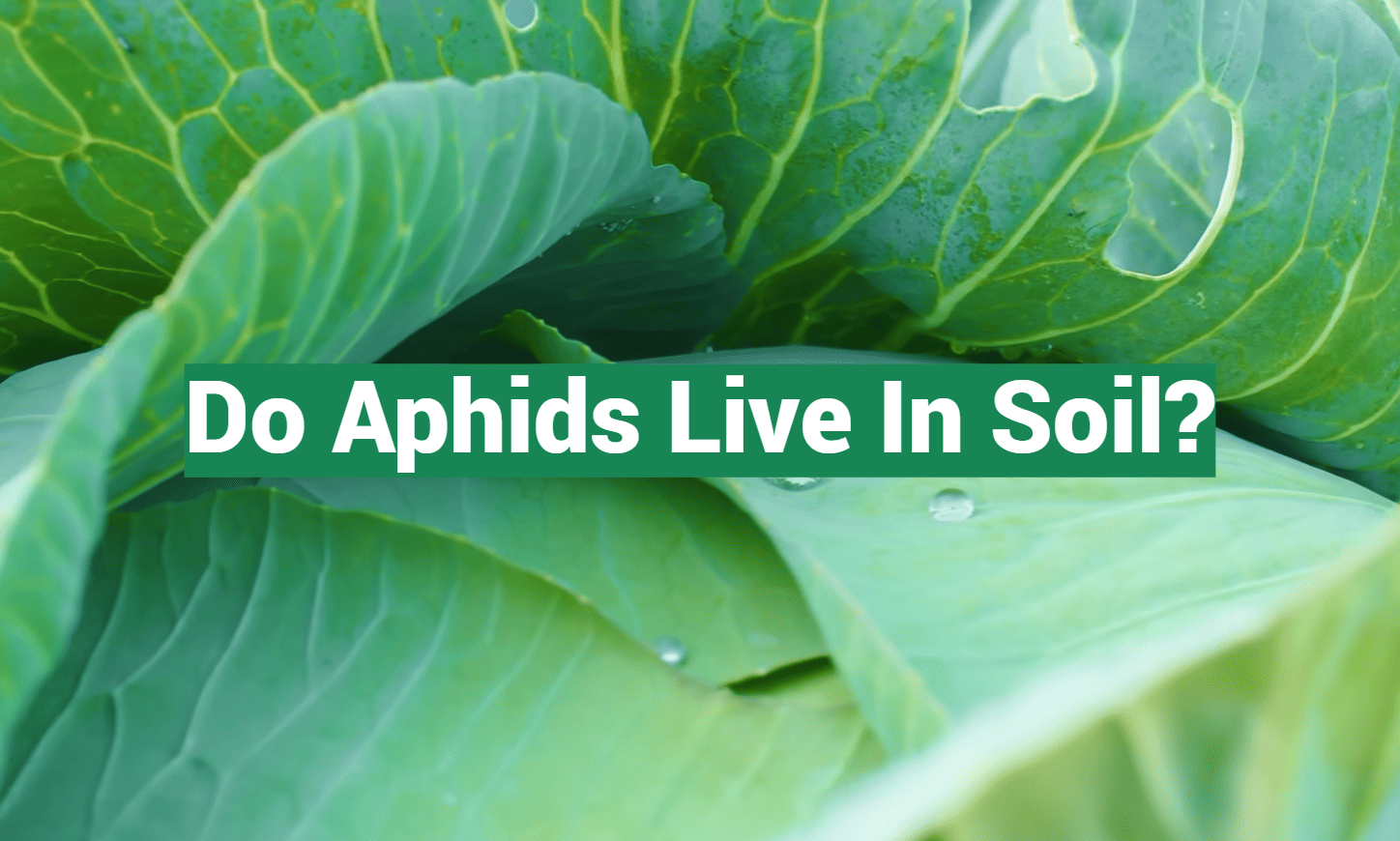 Do Aphids Live In Soil?