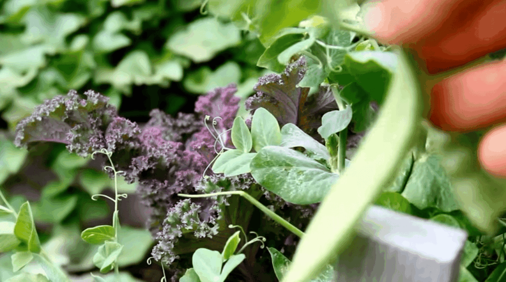 What is Diatomaceous Earth?