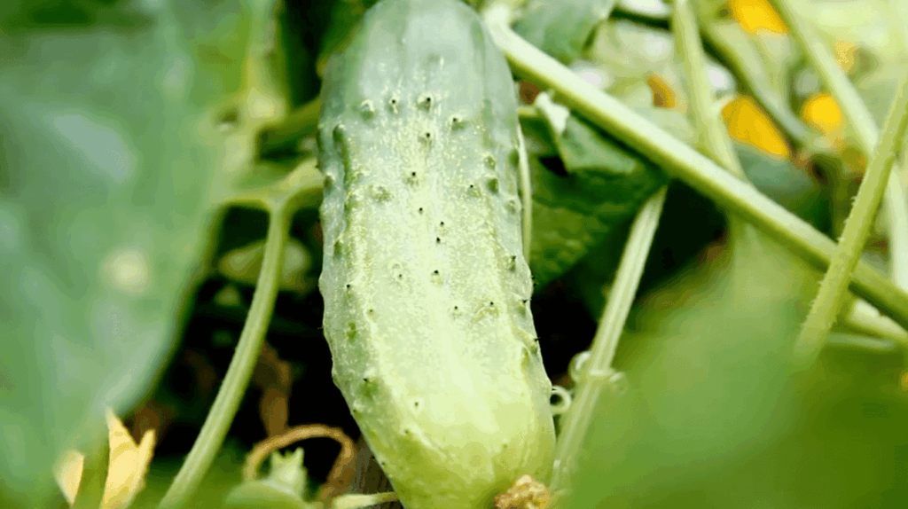 Which Kind of Insect Pests Can Diatomaceous Earth Destroy?