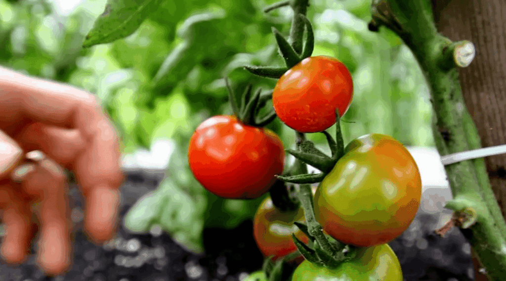 How to Apply Diatomaceous Earth (DE) in the Garden