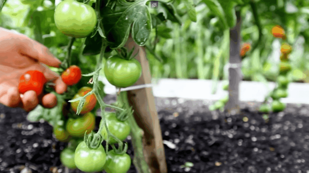How to Apply Diatomaceous Earth (DE) in the Garden