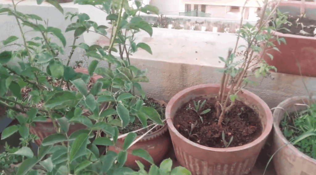Benefits Of Using Neem Oil