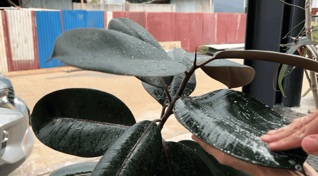 How Do You Wash Neem Oil Off Plants?