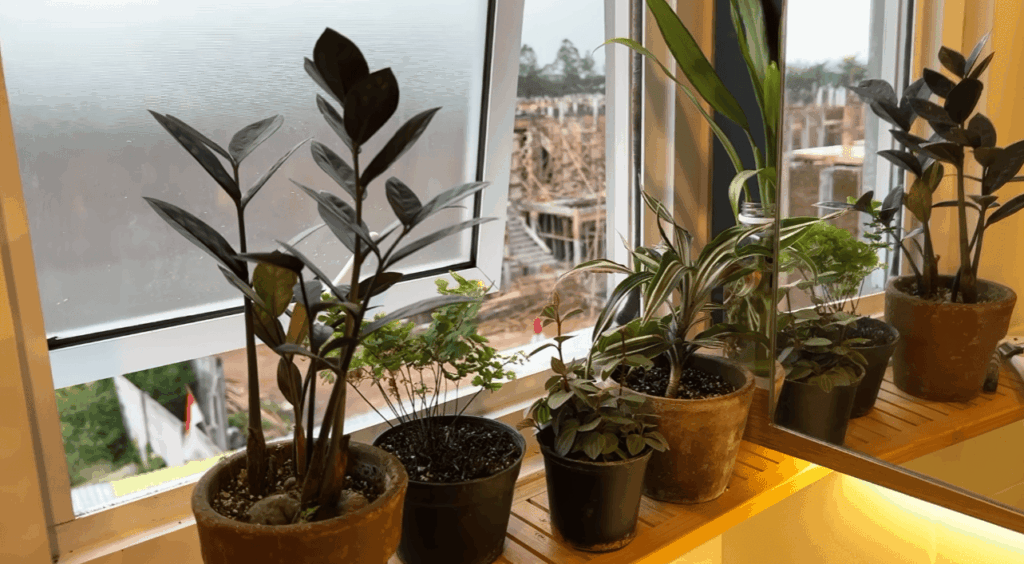 Can You Water Plants After Applying Neem Oil?