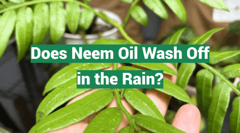 Does Neem Oil Wash Off in the Rain?