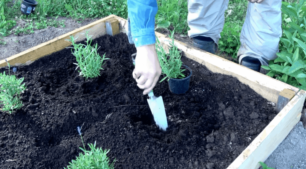 The case for building a shallow raised bed