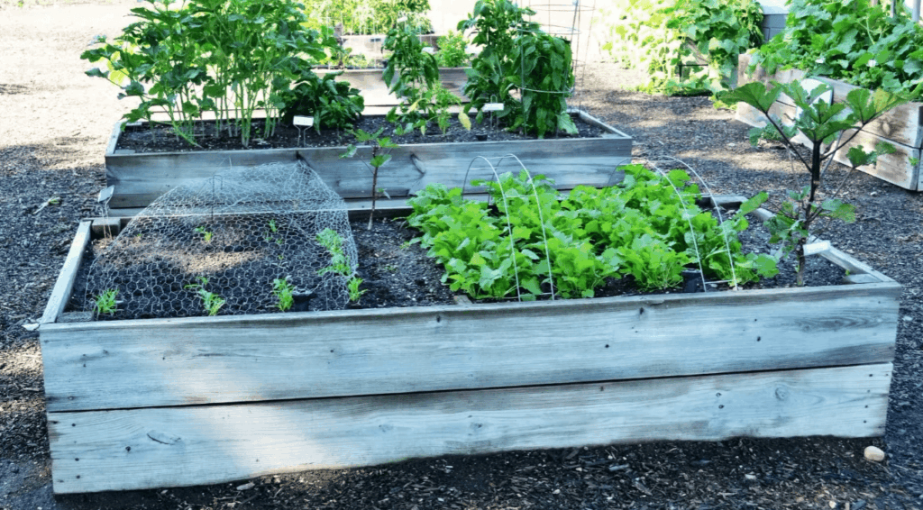 A couple of tricks for filling a tall raised bed
