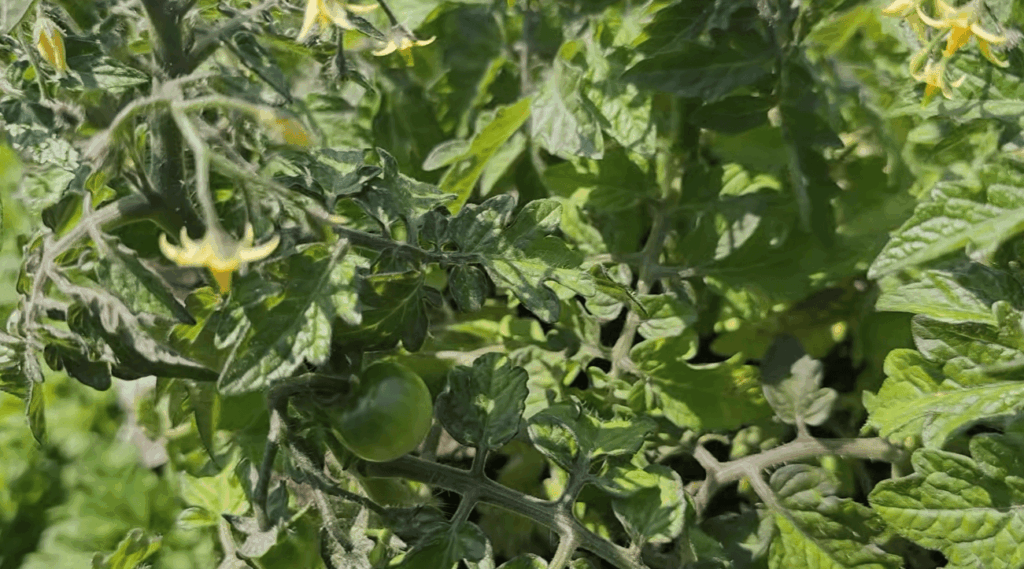 Why have a higher raised bed?