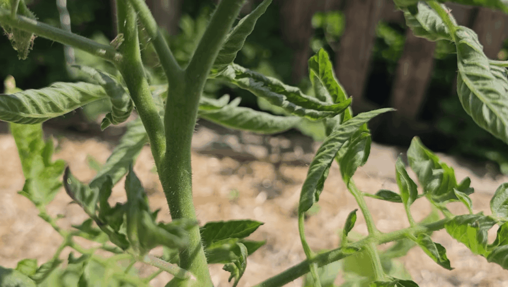 How Far Up Should the Tomato Bed Be Raised?