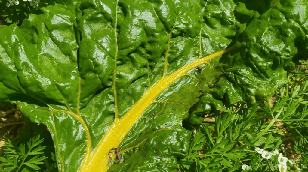 Why Are Aphids On My Plants?