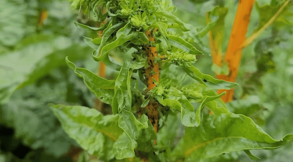How much time does an aphid live outside of plants?