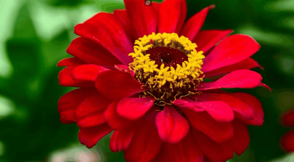 Best Ways To Remove Aphids If They ARE On Your Plants