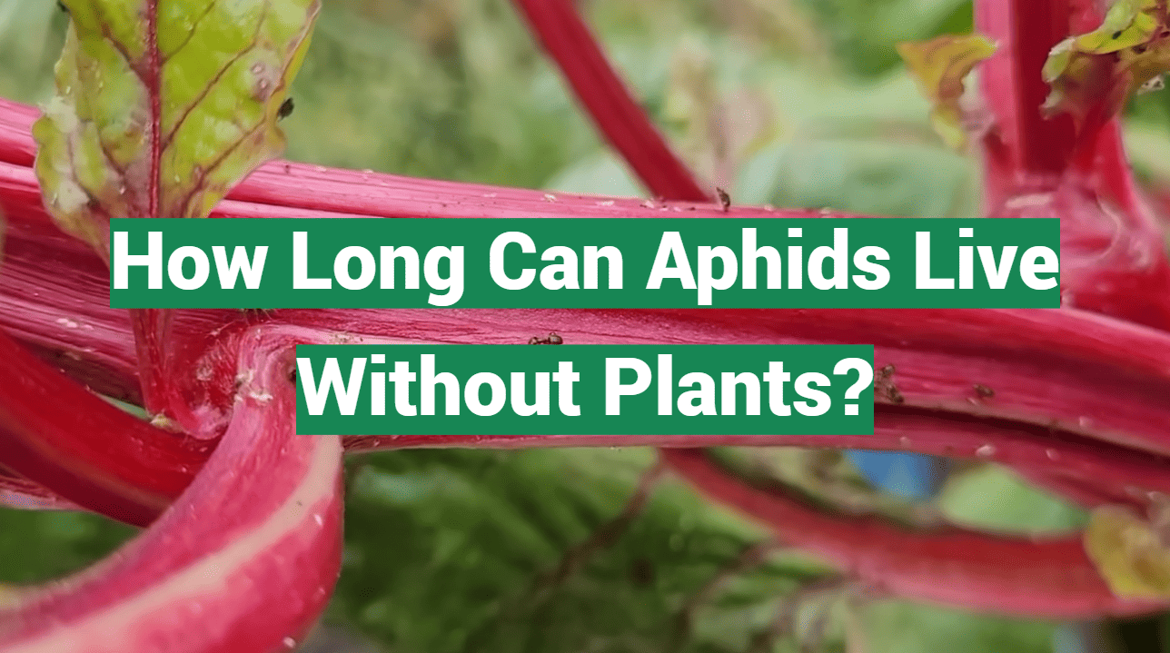 How Long Can Aphids Live Without Plants?