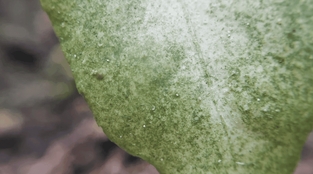 Expand Your Knowledge of Plants That Repel Spider Mites