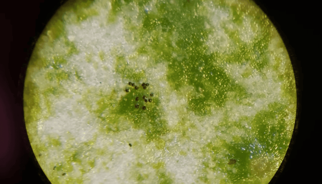 Expand Your Knowledge of Plants That Repel Spider Mites