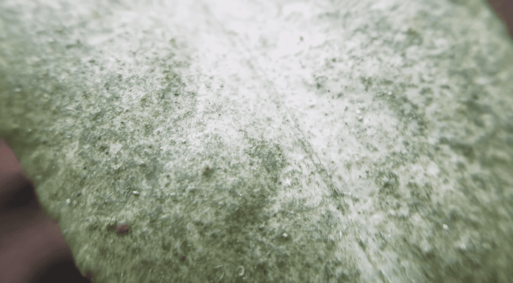 Expand Your Knowledge of Plants That Repel Spider Mites