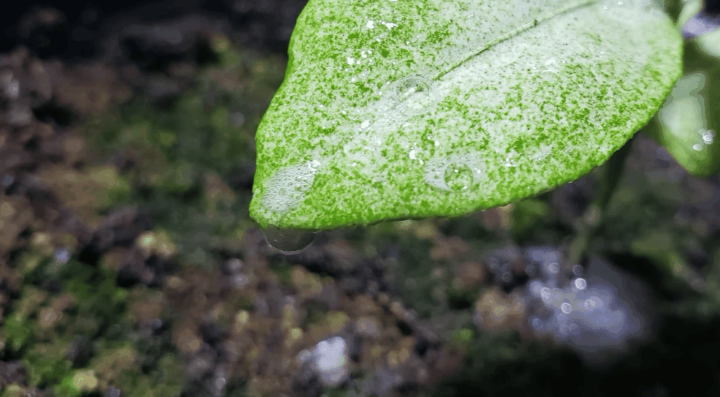 How to Get Rid of Spider Mites On Indoor Plants