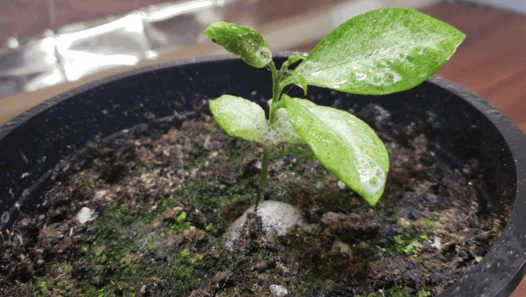 How to Prevent Spider Mites Infestation