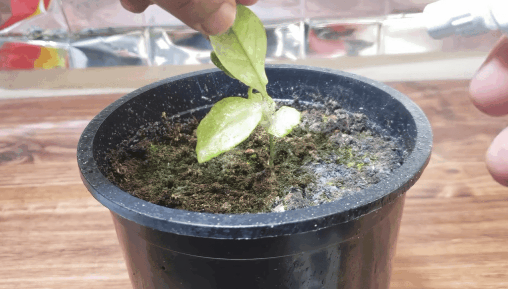 Expand Your Knowledge of Plants That Repel Spider Mites