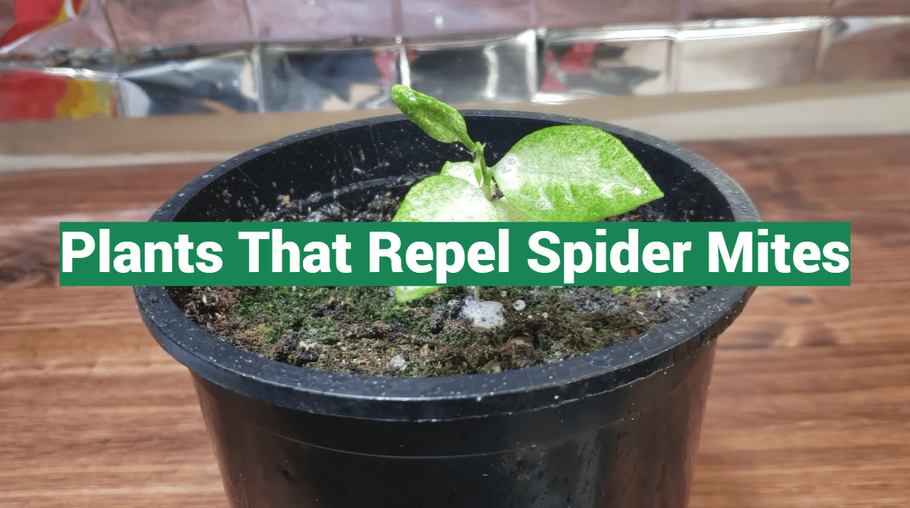 Plants That Repel Spider Mites