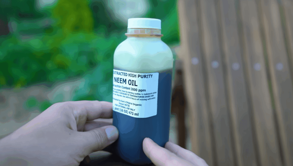 When to Use Neem Oil on Plants