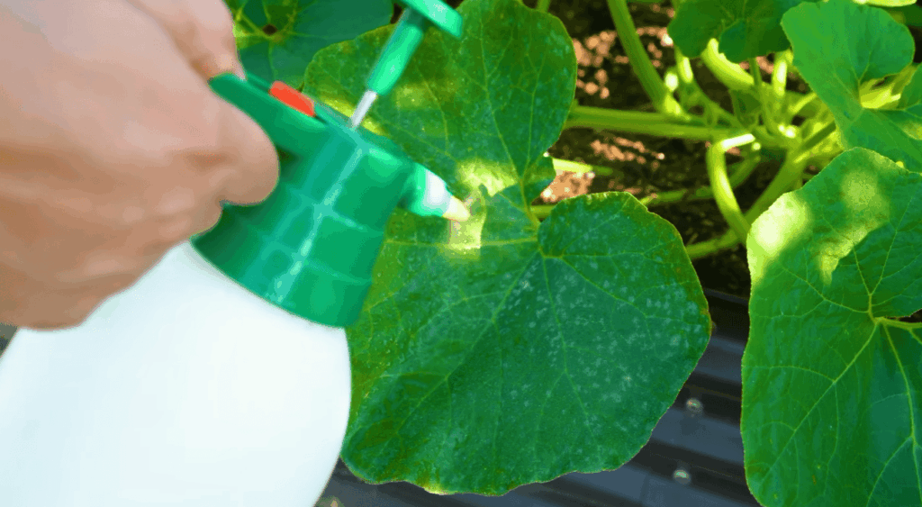 What Kind of Fungal Diseases Can Neem Oil Kill on Plants?