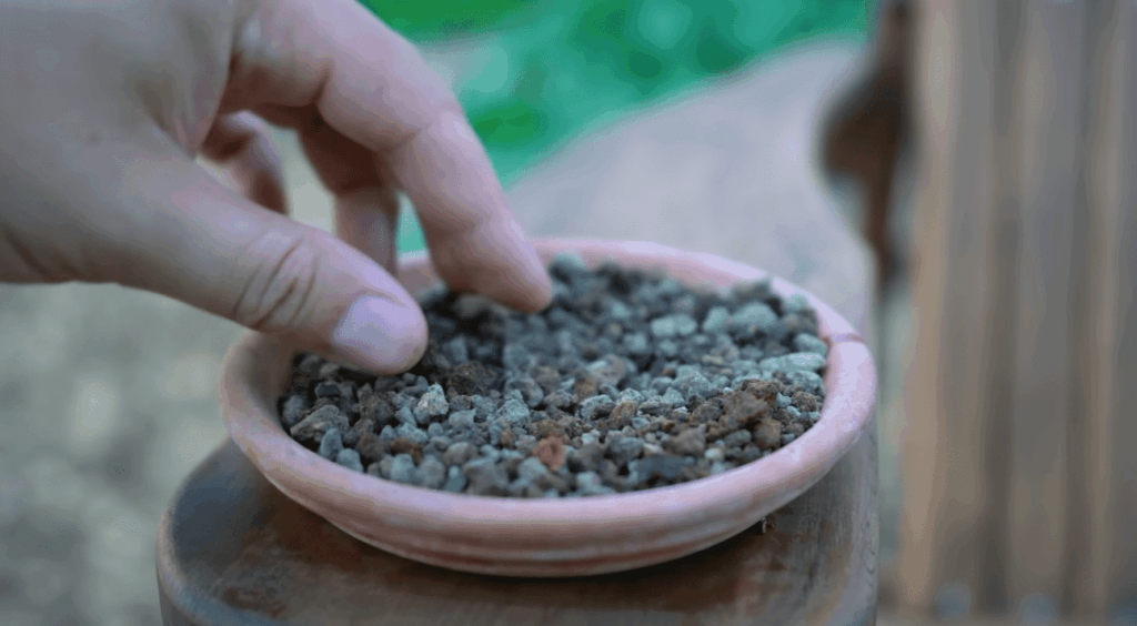 Can You Use Neem Oil as A Soil Drench?
