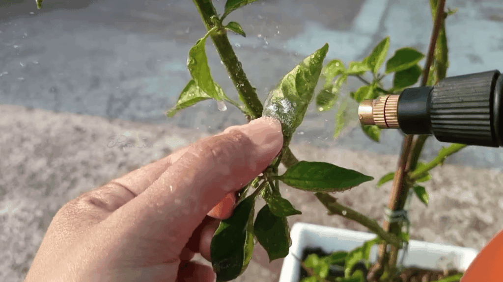 How to Mix Neem Oil Spray for Plants