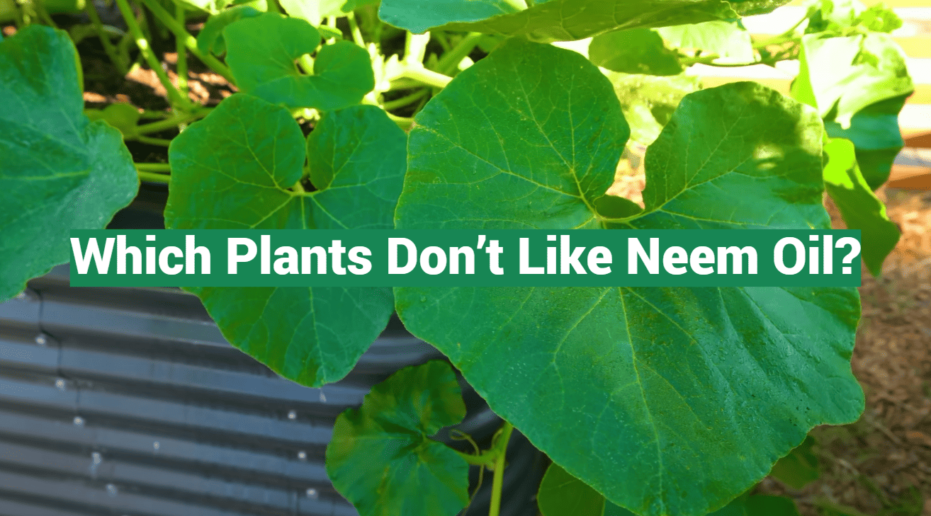 Which Plants Don’t Like Neem Oil?